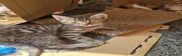 Mixed Breed cats for sale: 3 kitten for sale  - Advert 11