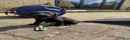 Labrador Retriever dogs for sale: **1x stunning KC black lab dog remaining** - Advert 10