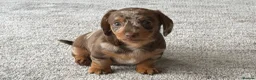Miniature Dachshund dogs for sale: Gorgeous Miniature Daschund puppies in Hornchurch - Advert 8