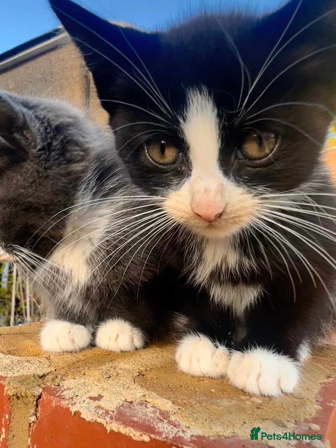 Mixed Breed cats for sale: Hybrid-Breed Kittens Available – Raised With Love - Advert 8