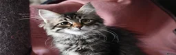 Siberian cats for sale: Siberian Kitens from Tunguska House Cattery - Advert 20