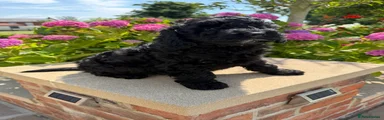 Labradoodle 1