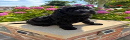 Labradoodle dogs for sale: Gorgeous Australian Labradoodle Pups  - Advert 2
