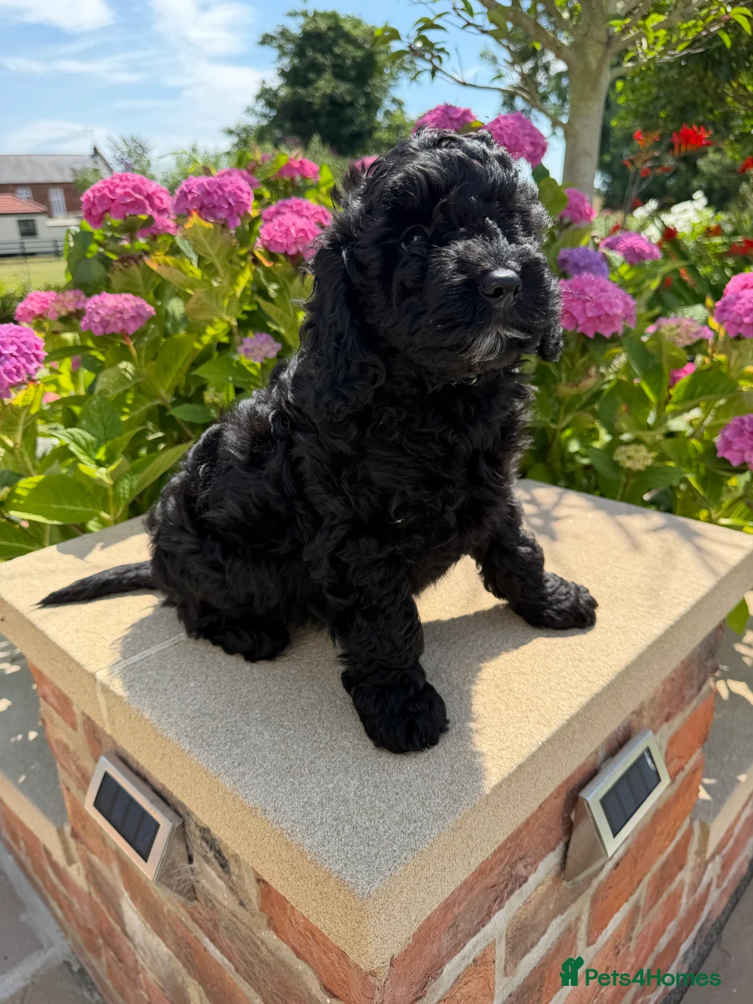 Labradoodle dogs for sale: Gorgeous Australian Labradoodle Pups  - Advert 2