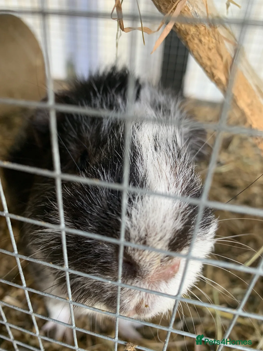 Guinea Pig rodents for sale: Two male Guinea pigs for sale with hutch  in Liverpool - Advert 2