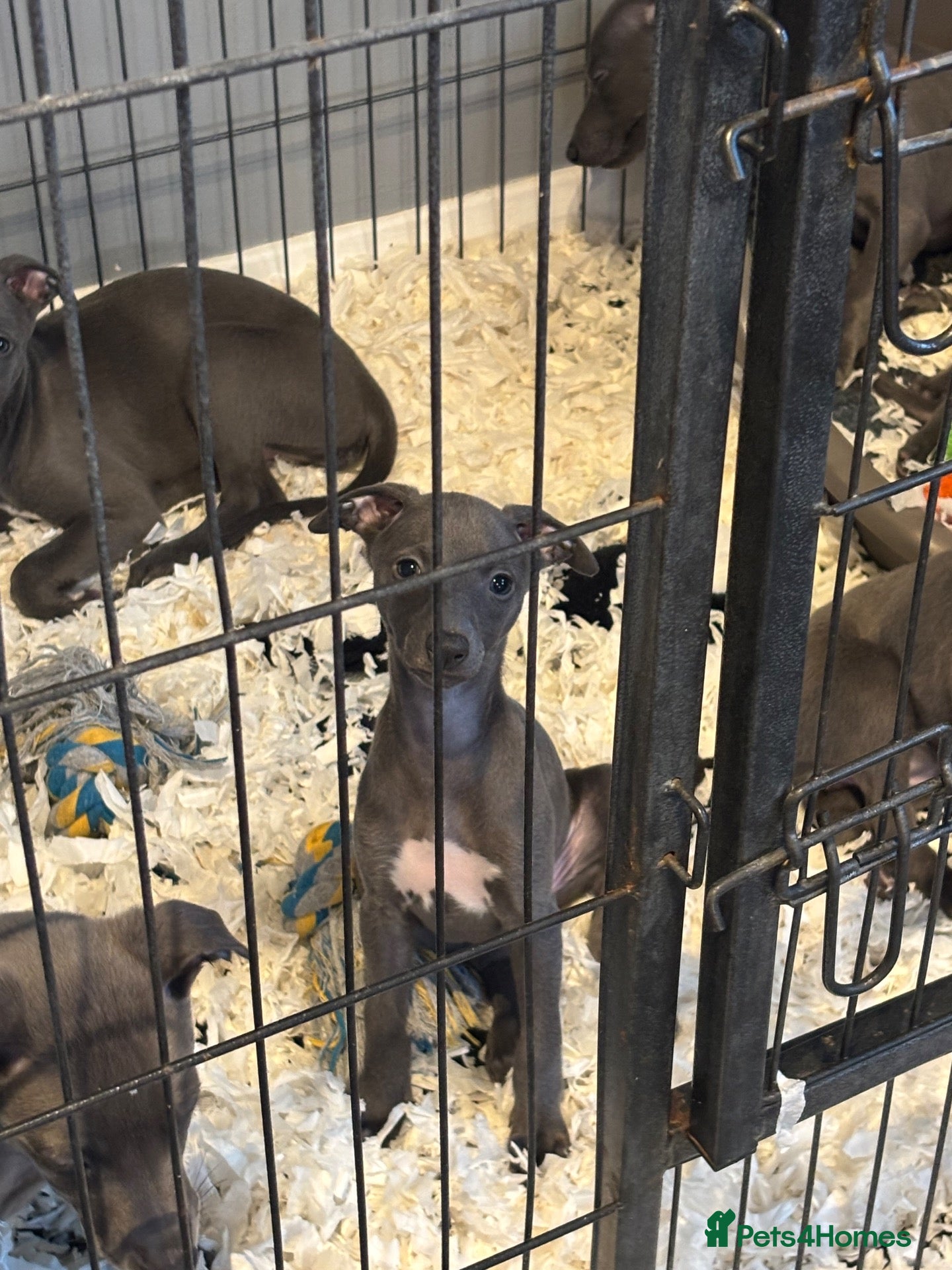 Whippet dogs Ready to leave now Blue KC Reg Whippets Pups  - Advert 1