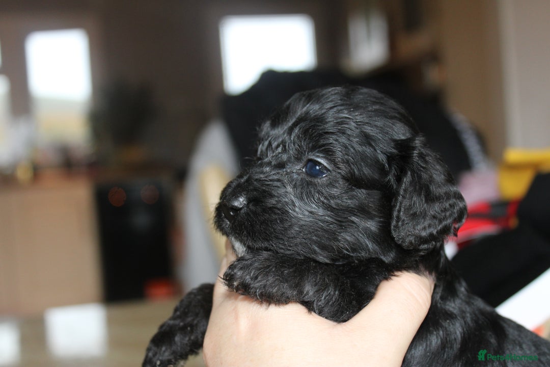 Cavapoo dogs for sale: Iconic cavapoo litter health tested parentage  - Advert 5