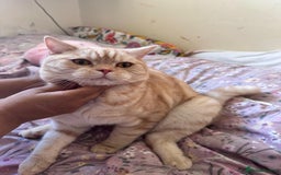 British Shorthair cats for sale: Golden British short hair - Image 1