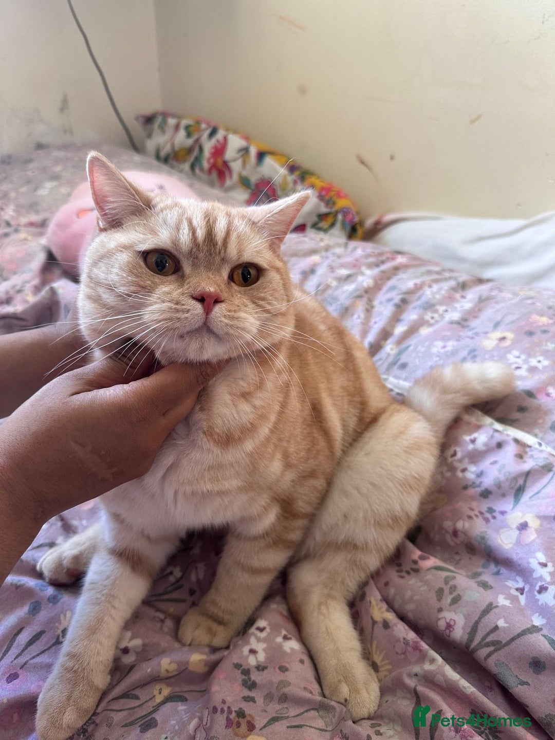 British Shorthair cats for sale: Golden British short hair - Image 1