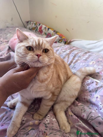 British Shorthair cats - Advert 16