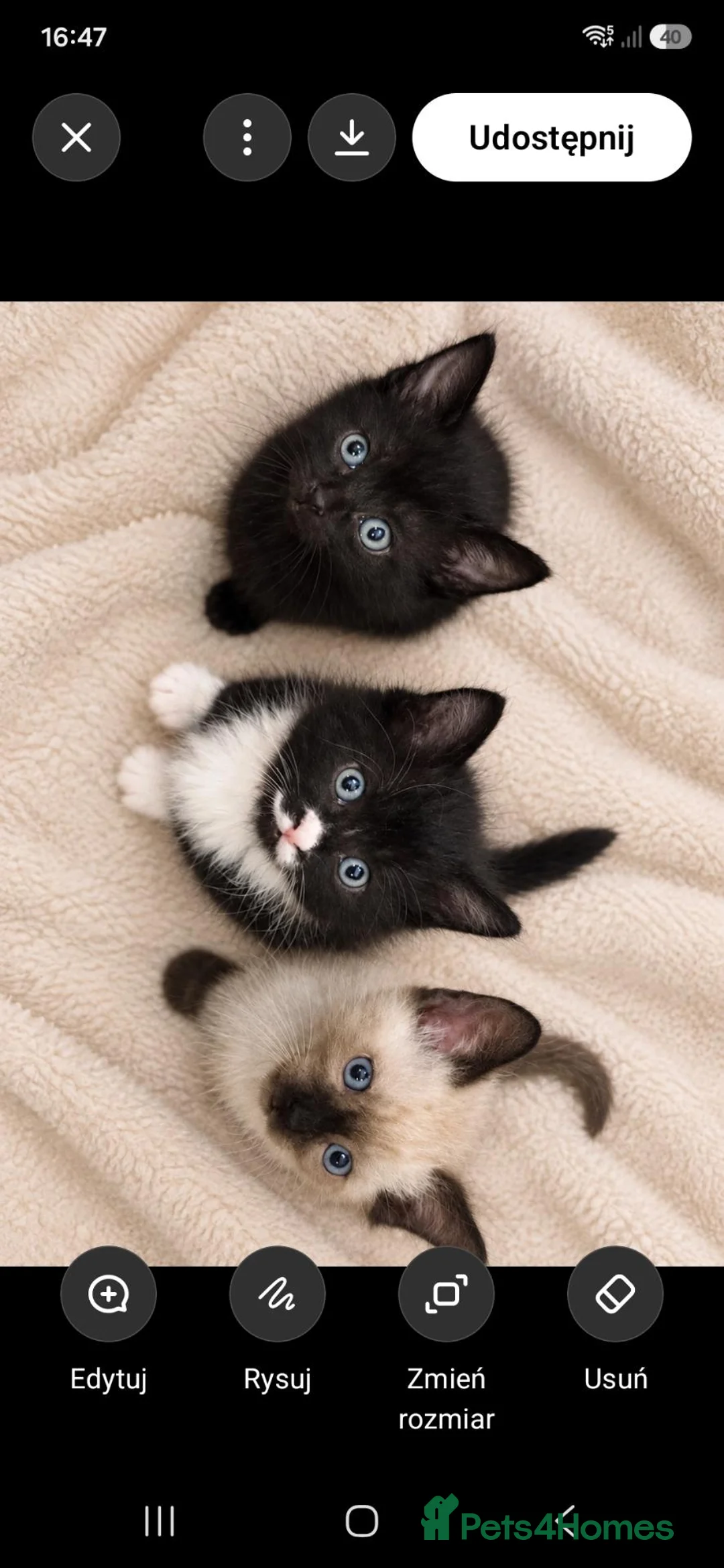 Mixed Breed cats for sale: 🐾 LOVELY KITTENS LOOKING FOR LOVING HOMES 🐾 - Advert 8