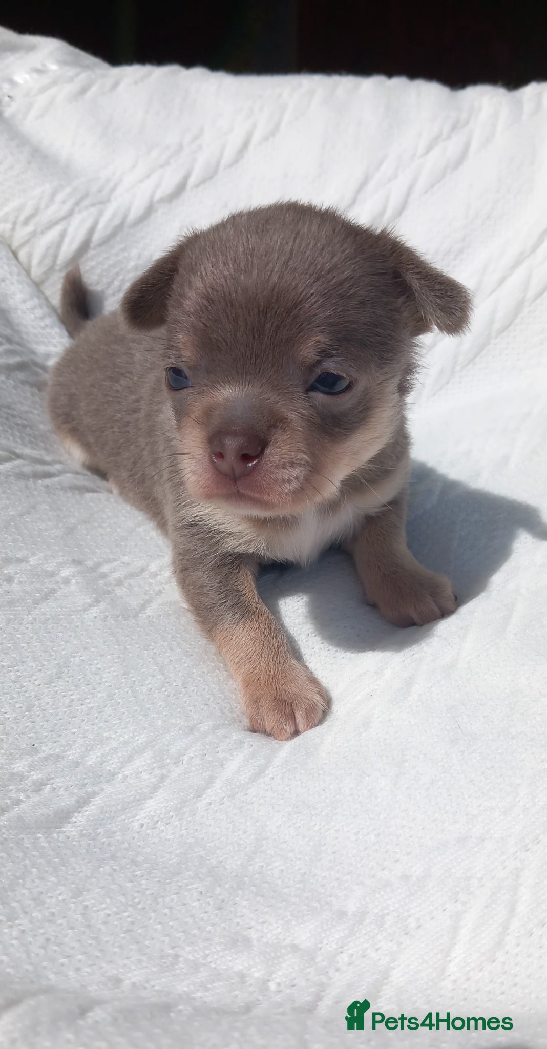 Chihuahua dogs Smooth coat Boy ❤️‍🔥Dna tested parents - Advert 3