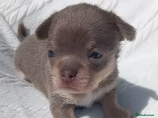 Chihuahua dogs Smooth coat Boy ❤️🔥Dna tested parents - Advert 3