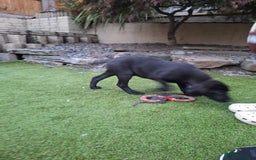 Labrador Retriever dogs for sale: ONLY 2 LEFT. Beautiful Healthy Labrador Puppies - Image 14