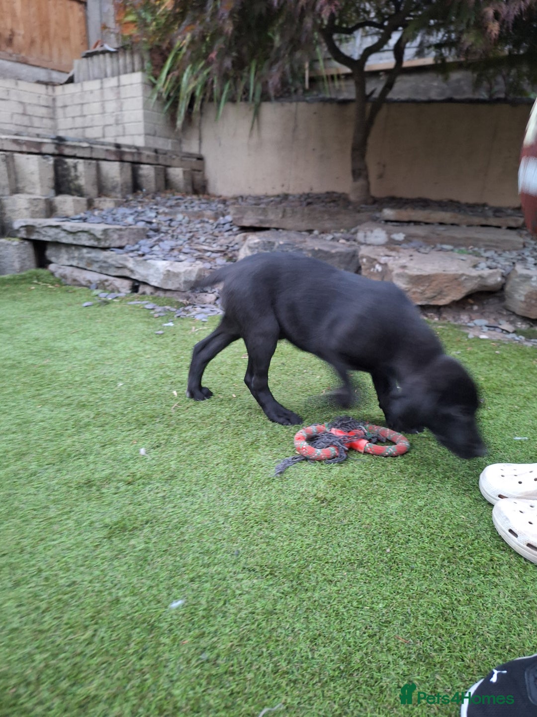 Labrador Retriever dogs for sale: ONLY 2 LEFT. Beautiful Healthy Labrador Puppies - Image 14