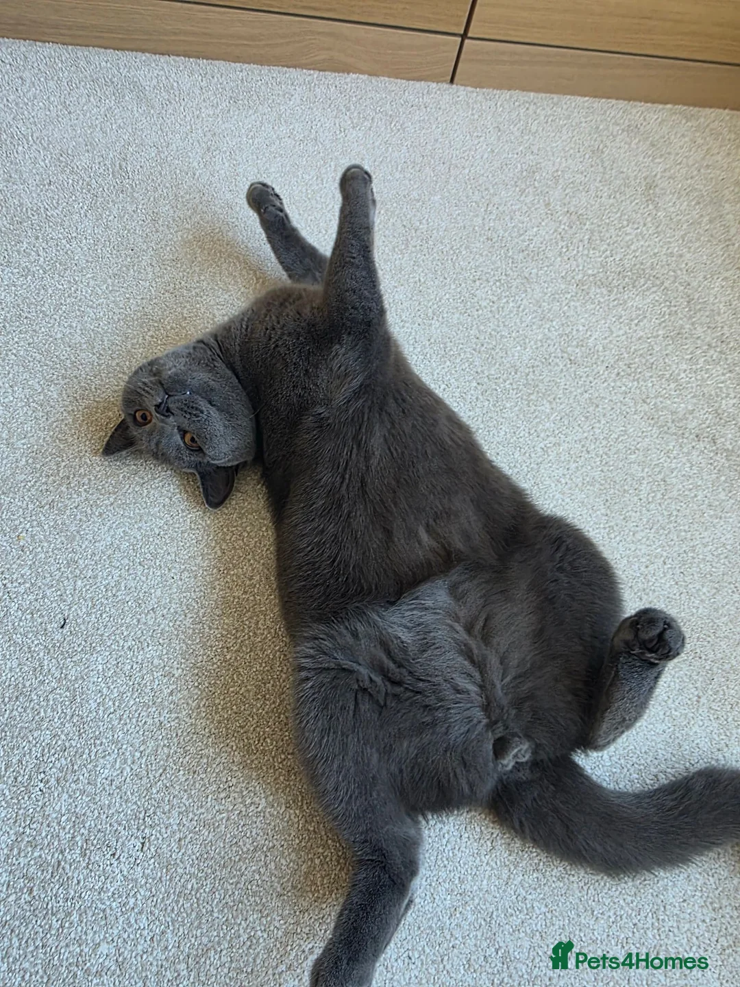British Shorthair cats for sale: Two Beautiful British Shorthairs - Advert 2
