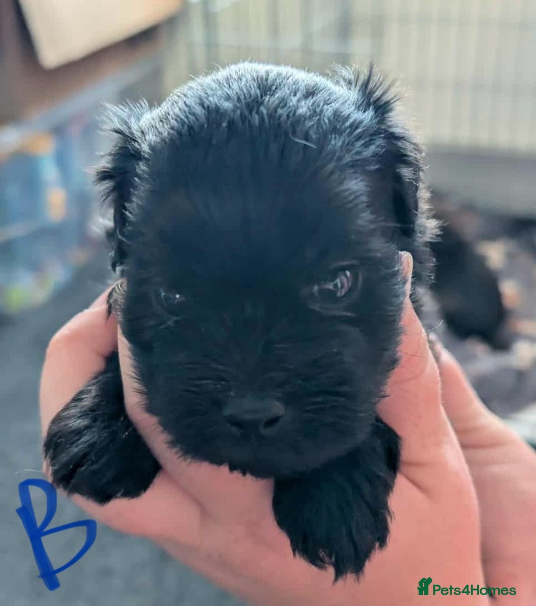 Mixed Breed dogs for sale: Shih Tzu x Labradoodle puppies - Image 11