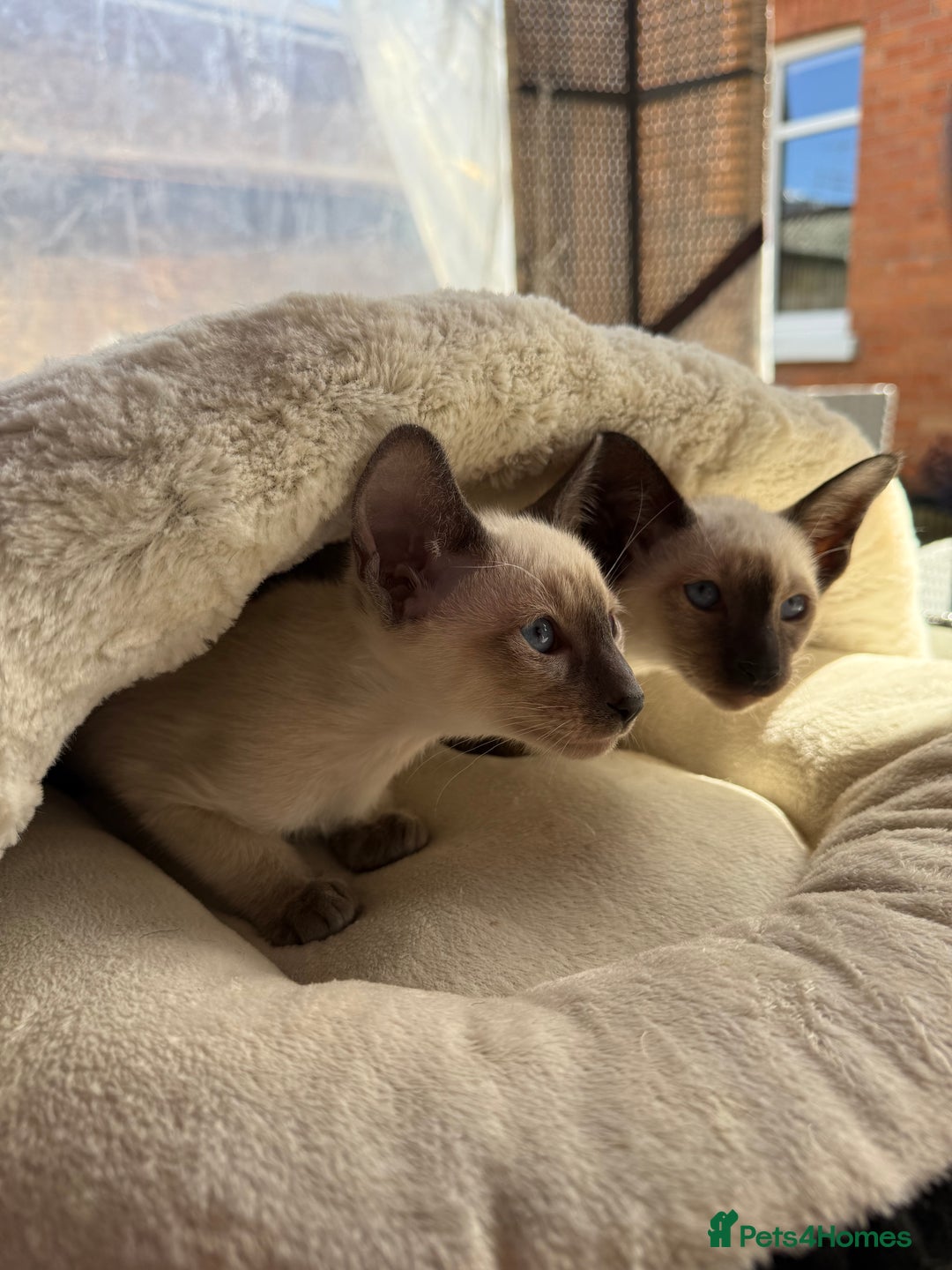 Siamese cats for sale: Siamese kittens - girls  - Image 22