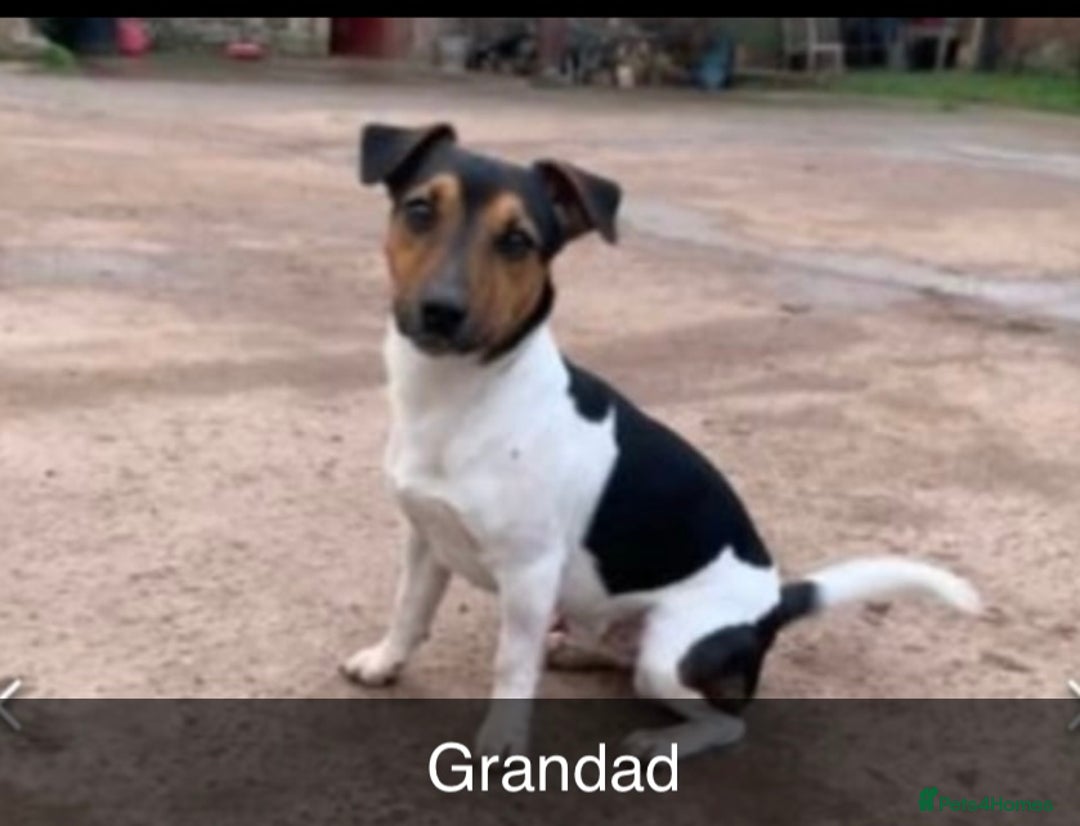 Jack Russell dogs for sale: 5 beautiful jack russel pups  - Image 15