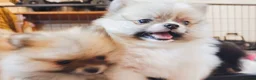 Pomeranian dogs for sale: 1 girl left - KC registered pomeranian puppies - Advert 30