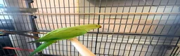 Parrots birds for sale: Ringneck Parrot in Gravesend - Advert 4