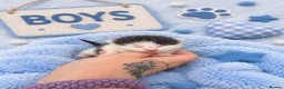 Mixed Breed cats for sale: 🐾 Beautiful Maine Coon × Shorthair Kittens 🐾 - Advert 15