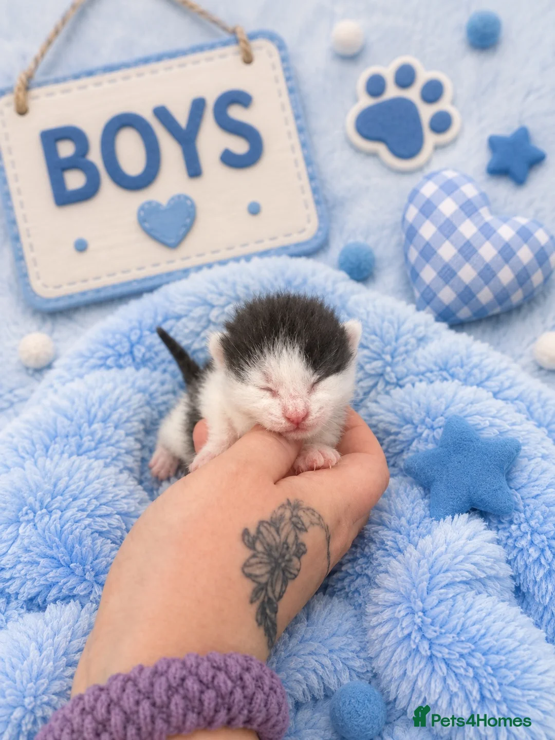 Mixed Breed cats for sale: 🐾 Beautiful Maine Coon × Shorthair Kittens 🐾 - Advert 15