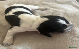 Cocker Spaniel dogs for sale: Blue roan cocker spaniels  - Image 7