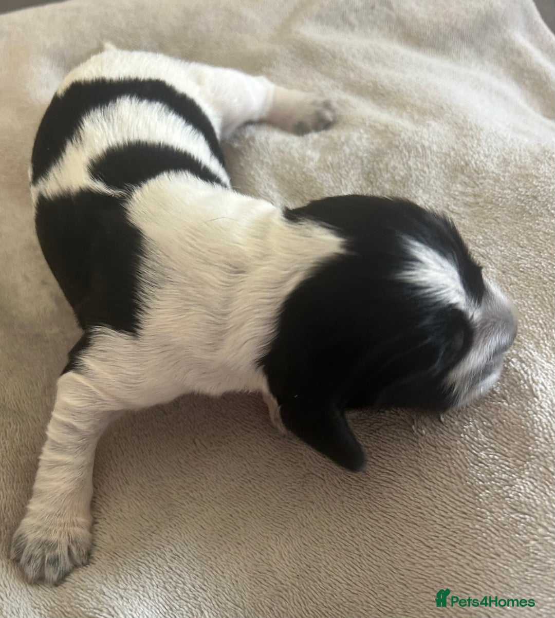 Cocker Spaniel dogs for sale: Blue roan cocker spaniels  - Image 7