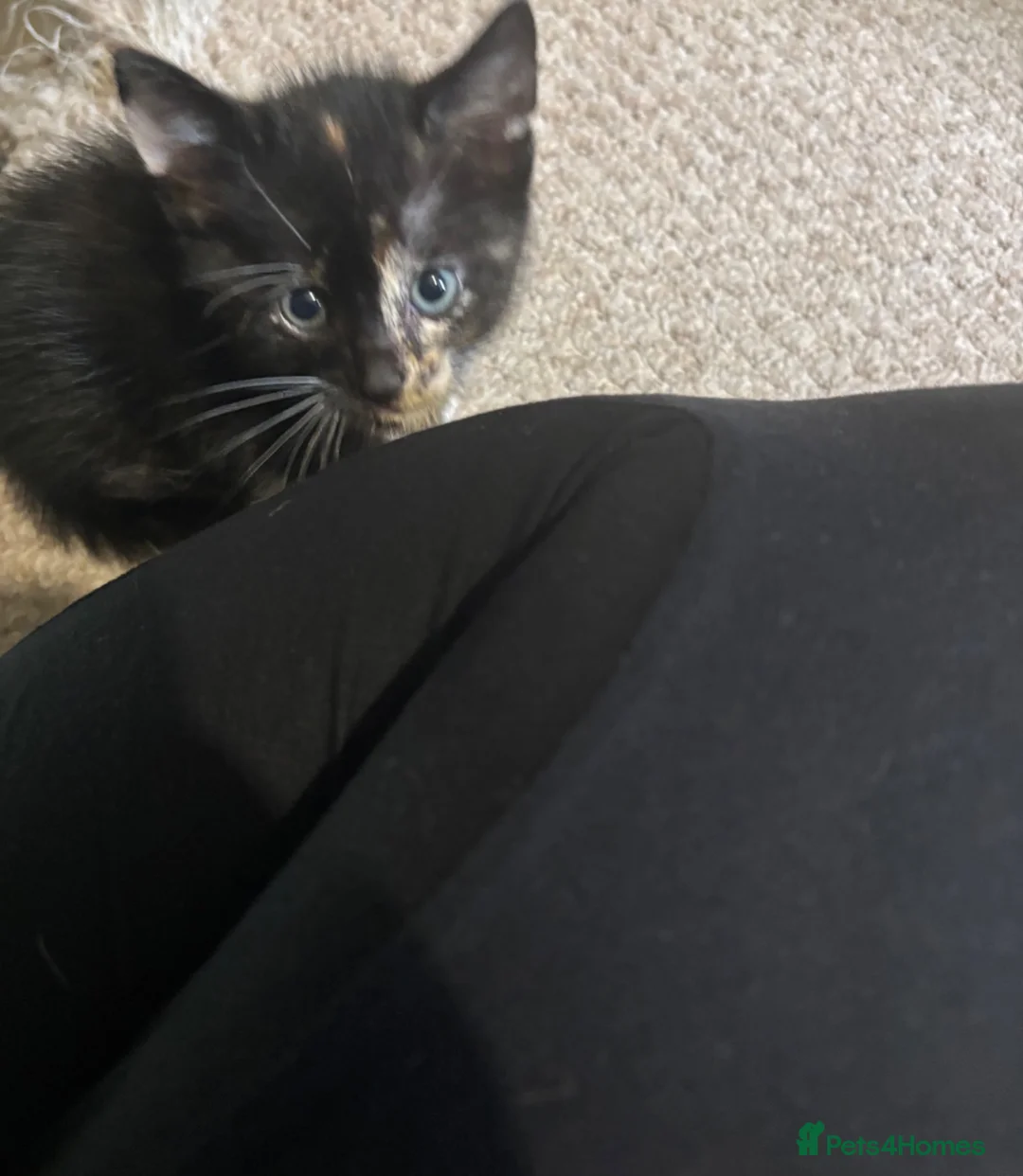Mixed Breed cats for sale: 4 beautiful kittens - Advert 5