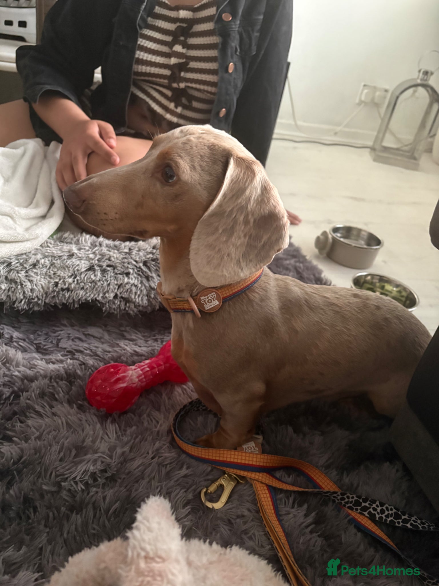Miniature Dachshund dogs 2 year old merle dachshund  - Advert 2