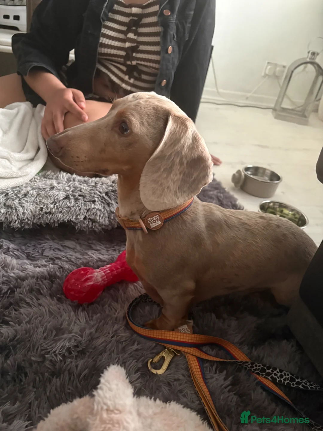 Miniature Dachshund dogs for sale: 2 year old merle dachshund  in Stockport - Advert 1
