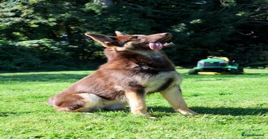 German Shepherd dogs ❤️KC pups ✨ health tested parents  - Advert 5