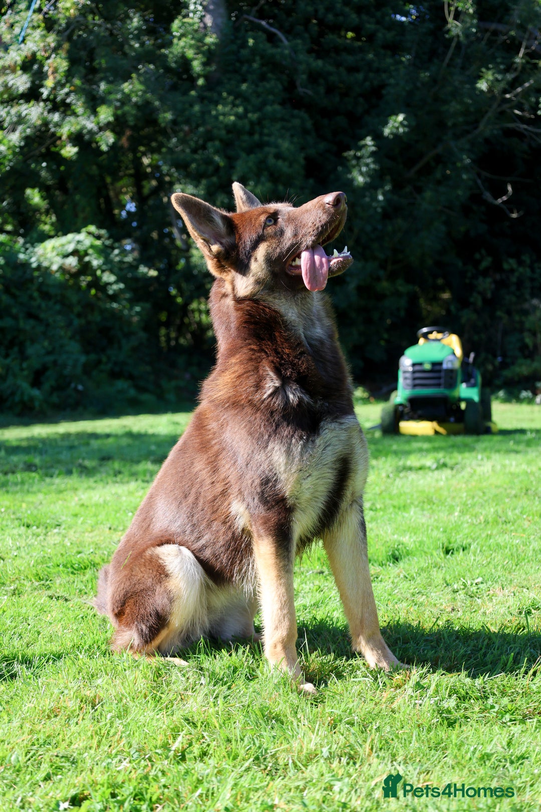 German Shepherd dogs for sale: ❤️KC pups ✨ health tested parents  - Advert 4