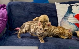 Bengal cats for sale: Beautiful 5 Generation Pedigree Kittens in London  - Image 3