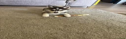 Pomsky dogs for sale: Pomsky shadow  - Advert 1