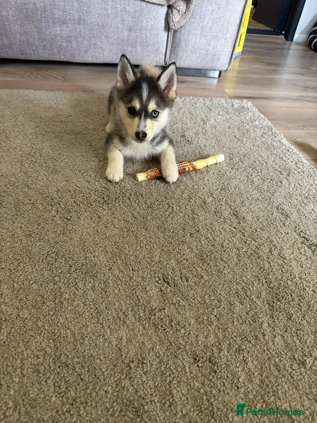 Pomsky dogs for sale: Pomsky shadow  - Advert 1