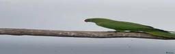 Ringnecks birds for sale: Indian Ringneck  - Advert 4