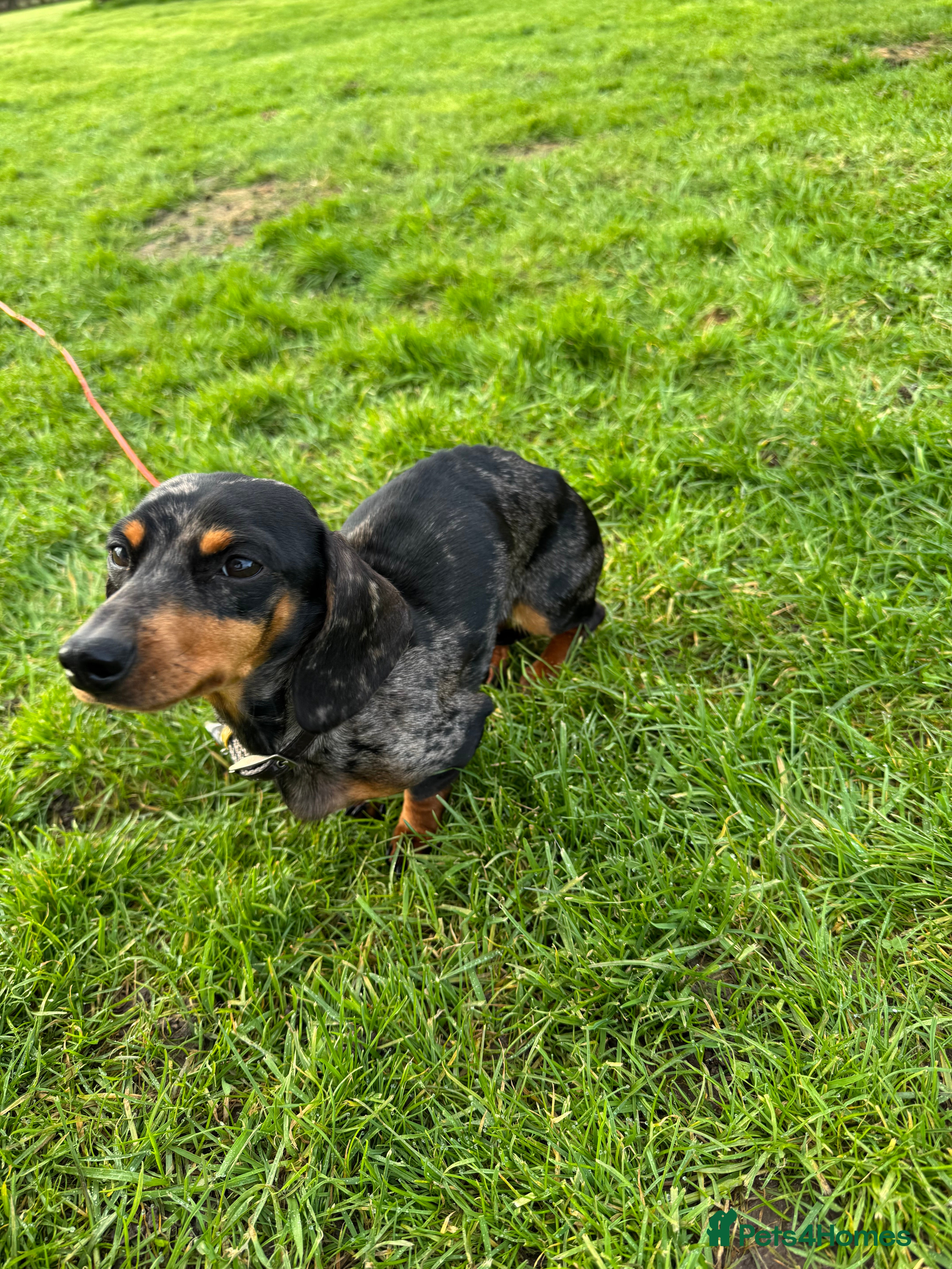 Miniature Dachshund dogs Miniature dachshund  - Advert 17