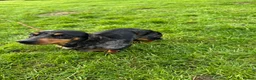 Miniature Dachshund dogs for sale: Miniature dachshund  in Whitchurch - Advert 1