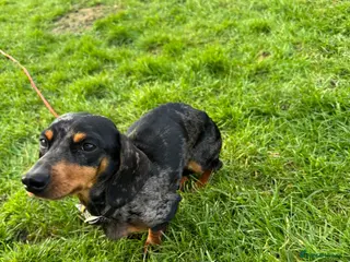 Miniature Dachshund dogs Miniature dachshund - Advert 17