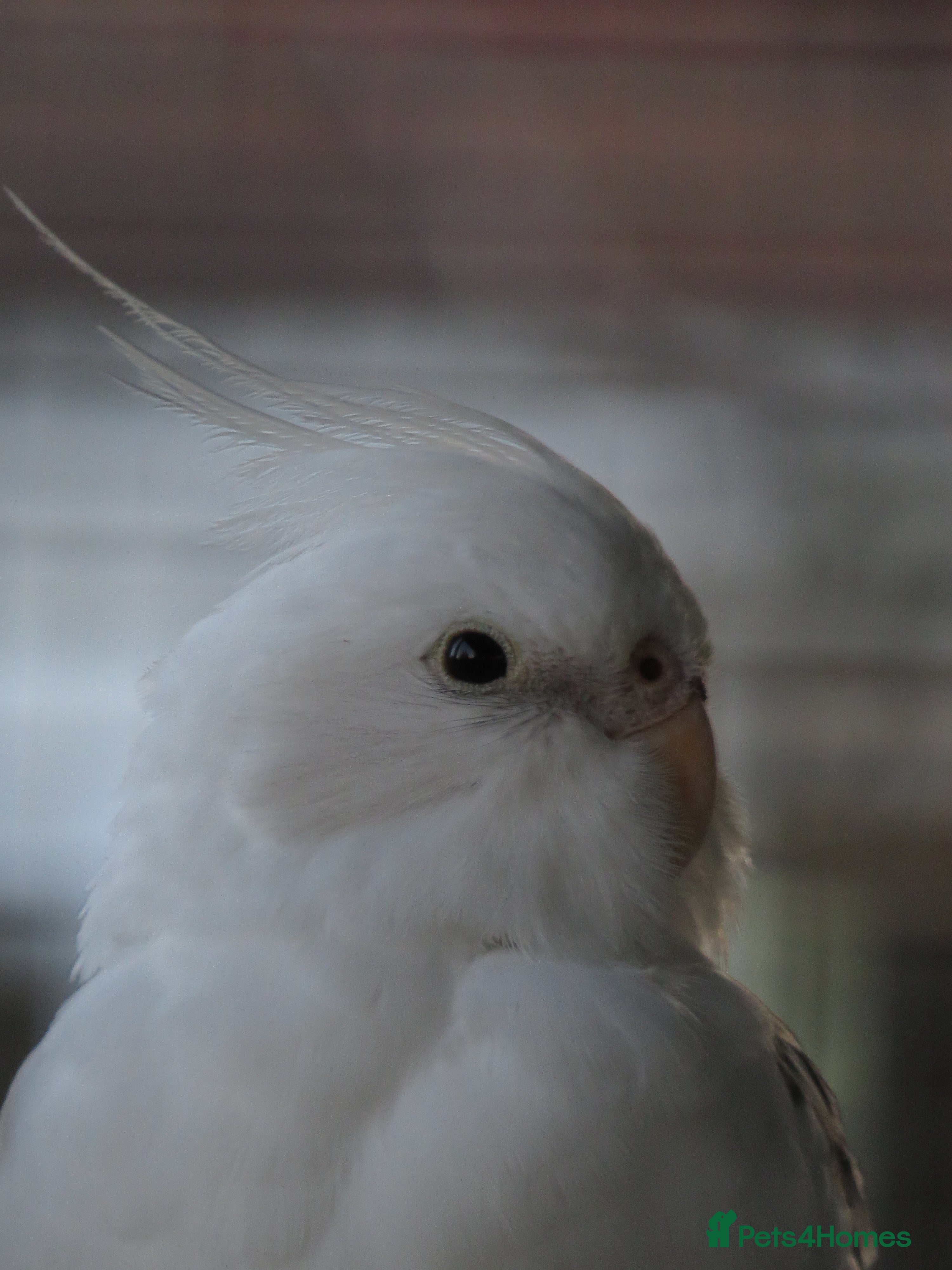 Cockatiels birds One male and one female 4 month old cockatiels. - Advert 1