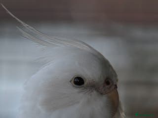Cockatiels birds Male and female 4 month cockatiels £80 each - Advert 11