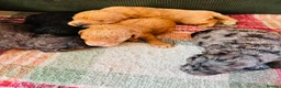 Cockapoo dogs for sale: Rare Cockapoo Puppies - Advert 8