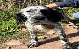 English Setter dogs for adoption: Nahi  - Image 1