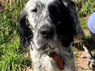 English Setter dogs Nahi - Advert 2