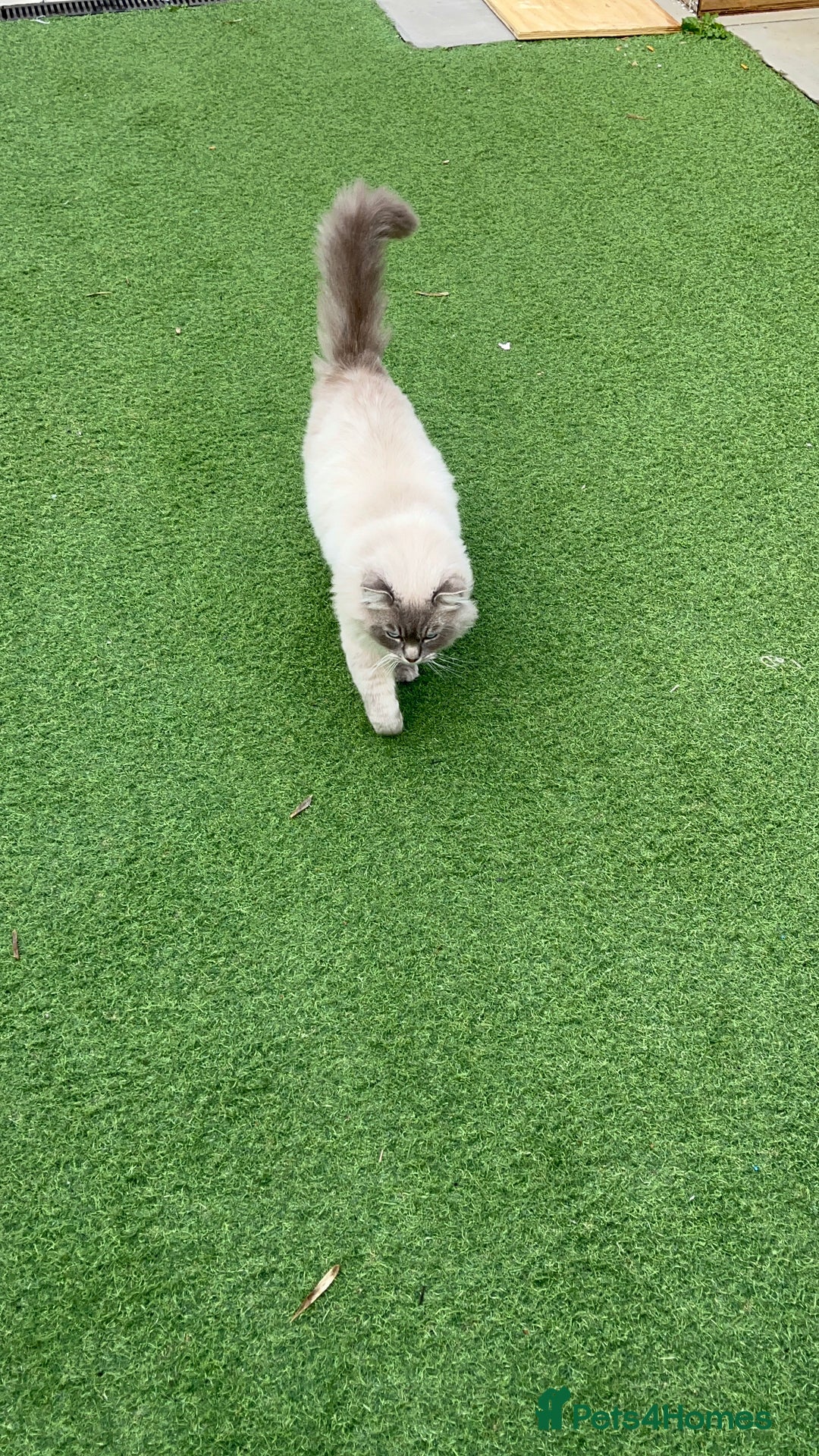 Ragdoll cats for sale: Buttons pure ragdoll - Image 9