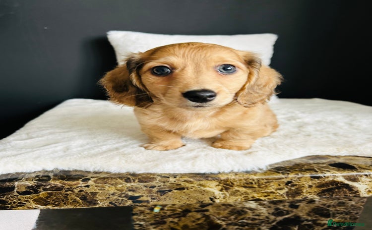 Miniature Dachshund dogs - Advert 19