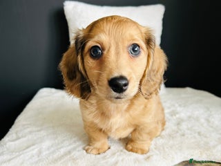 Miniature Dachshund dogs - Advert 3