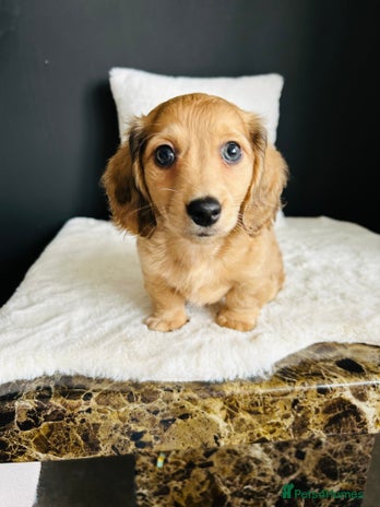 Miniature Dachshund dogs - Advert 19